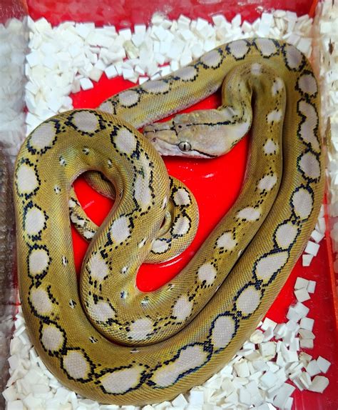 Plat Motley Pos Alb Reticulated Python By Paragon Exotics Morphmarket