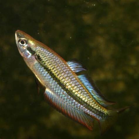 Black Banded Rainbowfish Alchetron The Free Social Encyclopedia