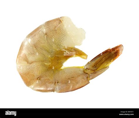 Single Raw Shrimp Stock Photo Alamy