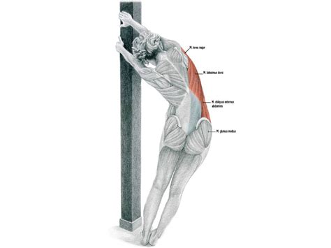 Estiramientos De Cadenas Musculares