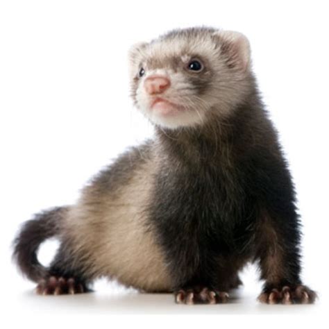 10 Interesting Ferret Facts My Interesting Facts