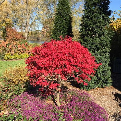 Euonymus Alatus Unforgettable Fire Fusain Aile Burning Bush Nos