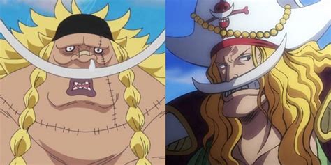 One Piece Edward Weevil S Connection To Whitebeard Explained