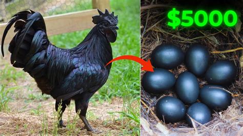 10 Most Expensive Chicken Breeds In The World Youtube