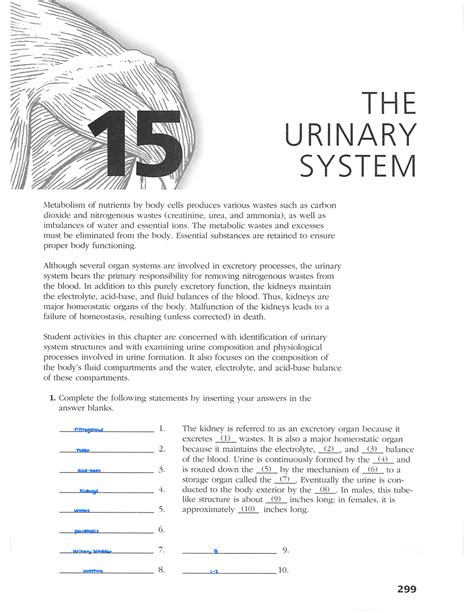 AP Coloring Workbook The Urinary System THE URINARY SYSTEM Metabolism