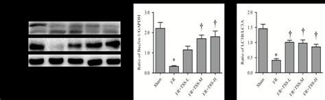 Effects Of Tanshinone IIA Sodium Sulfonate TSS On The Expression Of