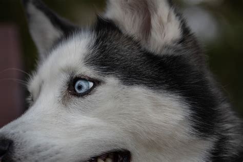 Dog Siberian Husky Close Up Shot Free Photo On Pixabay