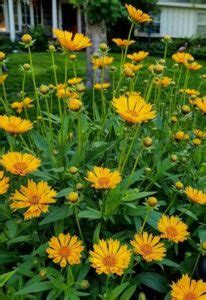 Stunning Coreopsis Varieties To Fill Your Garden With Color All Summer