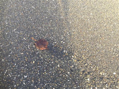 This leaf looks like it landed like a meteorite : r/mildlyinteresting