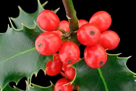 Ilex Aquifolium L Plants Of The World Online Kew Science