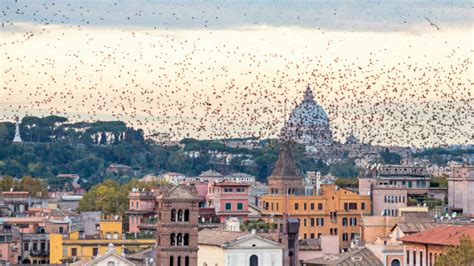 Flock Of Starlings In Rome Italy Stock Photo Download Image Now