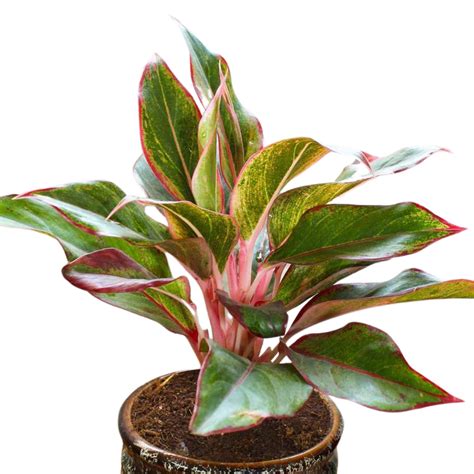 Aglaonema Siam Aurora