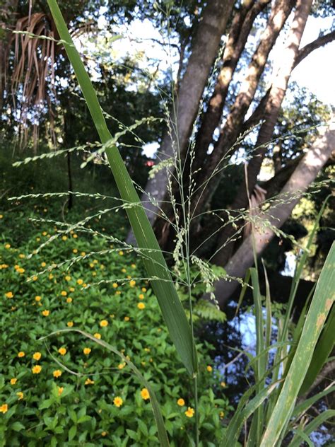 Guinea Grass From Petrie Creek Nambour Qld Au On March 15 2024 At