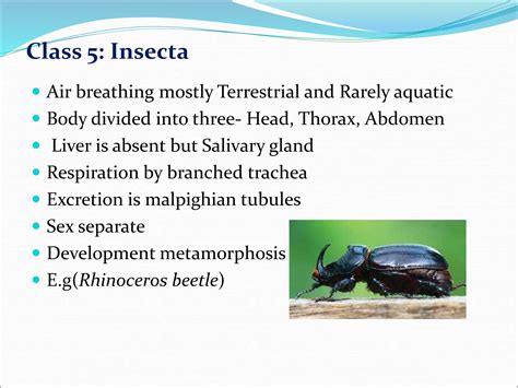 Zoology Study Invertebrates Ppt