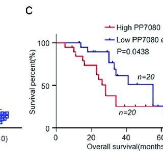 Lncrna Pp Is Highly Expressed In Hcc And Suggests A Poor Survival