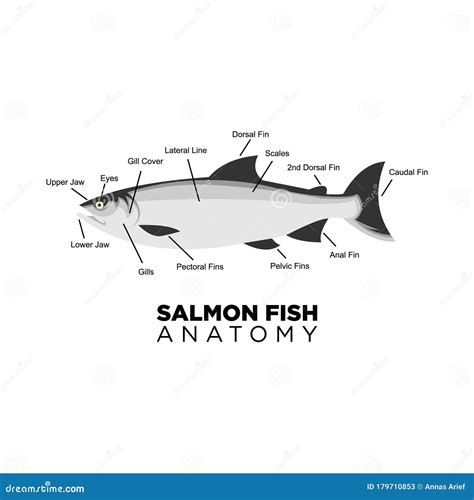 Salmon Fish Anatomy for Education Vector. Stock Vector - Illustration ...