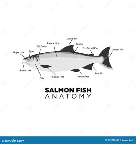 Salmon Fish Anatomy For Education Vector Stock Vector Illustration