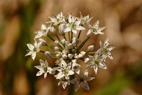 Everything You Need to Know About Growing Ornamental Alliums | HappySprout