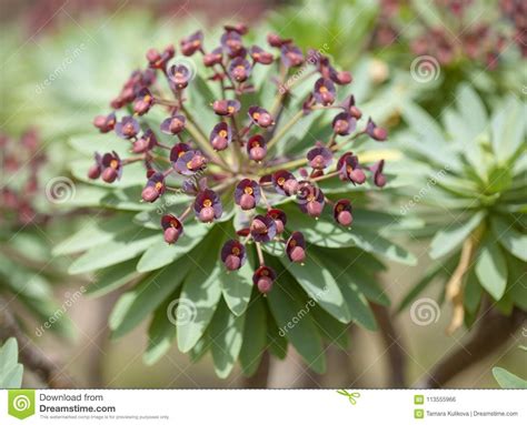 Flora De Tenerife Atropurpurea Del Euforbio Foto De Archivo Imagen