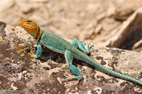 Eastern Collared Lizard Male, Colorado
