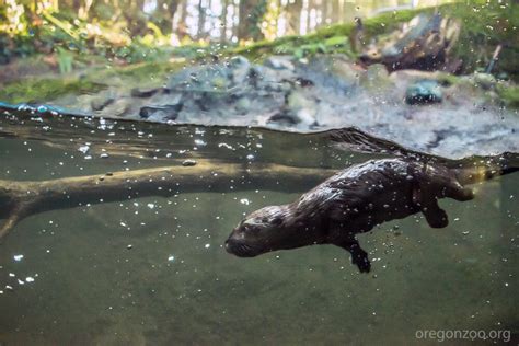 River Otter Pups Swimming