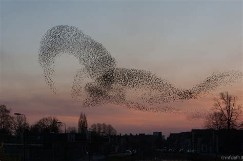 Spreeuwen Spreeuw Foto Vogels