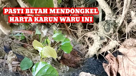 Bahan Bonsai Di Alam Liar Bahan Bonsai Waru Yang Bagus