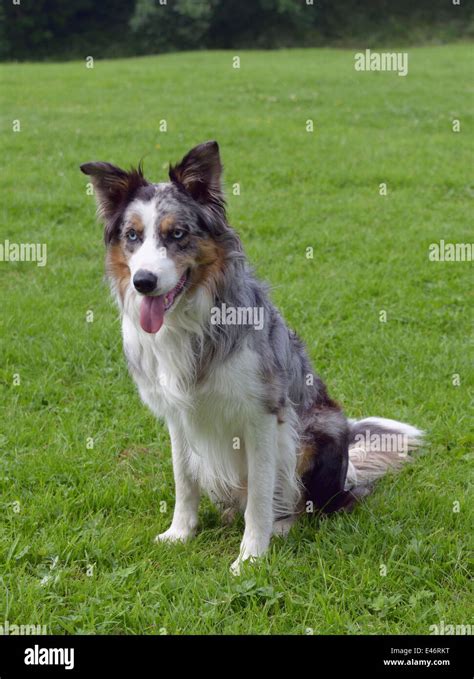 Blue merle border collie hi-res stock photography and images - Alamy