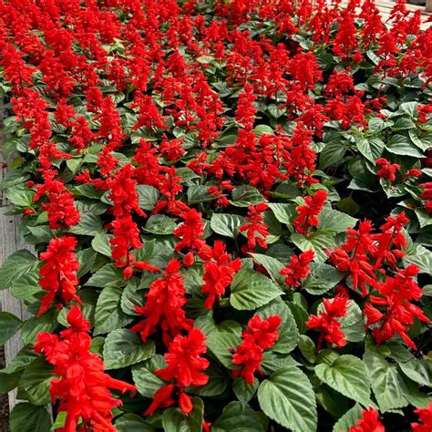 Salvia Vista 'Red' Sage from Babikow Wholesale Nursery