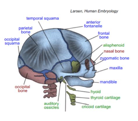 Head And Neck Embryo Flashcards Quizlet