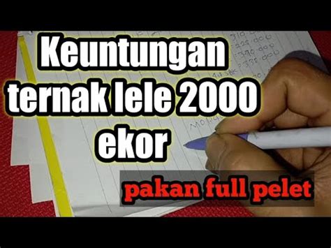 Keuntungan Ternak Lele 2000 Ekor YouTube