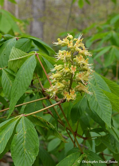 Aesculus glabra | Illinois Botanizer