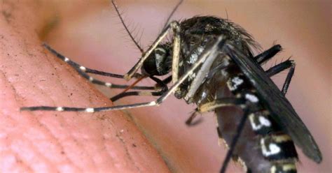 Dengue Infezioni E Focolaio In Italia Bassetti Se Una Zanzara