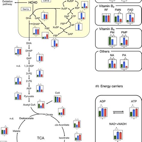 The Methanol Metabolic Pathway In O Methanolica Mod1p And Mod2p Download Scientific Diagram