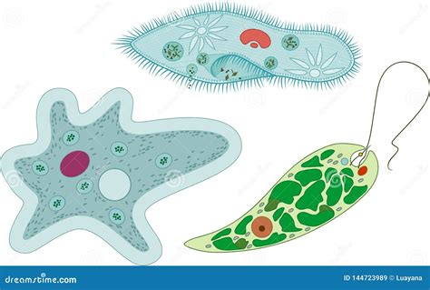 Set Of Unicellular Organisms Protozoa Paramecium Caudatum Amoeba Proteus And Euglena Viridis