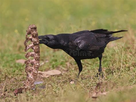 146 Common Raven Eating Stock Photos - Free & Royalty-Free Stock Photos from Dreamstime