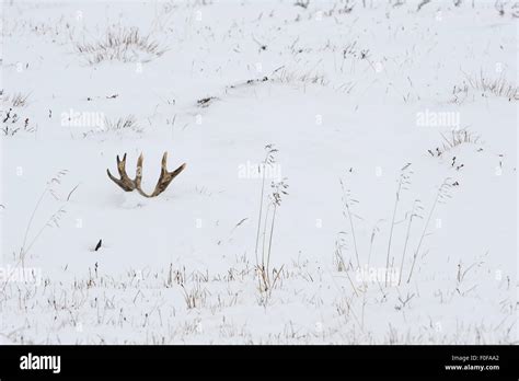 Reindeer Raner Tarandus Shed Antlers Sticking Out Of Snow