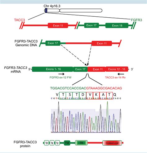 Figure 1 From FGFR TACC Gene Fusions In Human Glioma Semantic Scholar