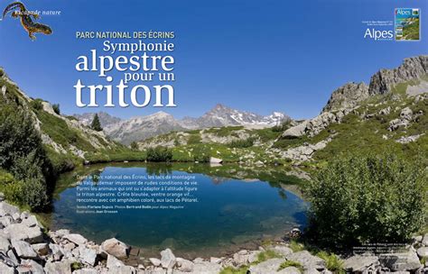 Alpes Magazine Article Triton Alpestre Parc National Des Ecrins