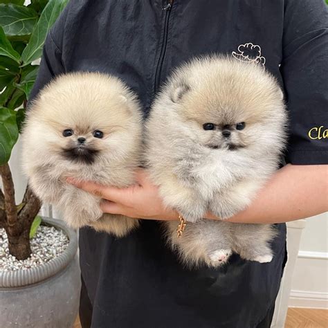 Teacup Teddy Bear Pomeranians Mongshushu Teacuppuppy