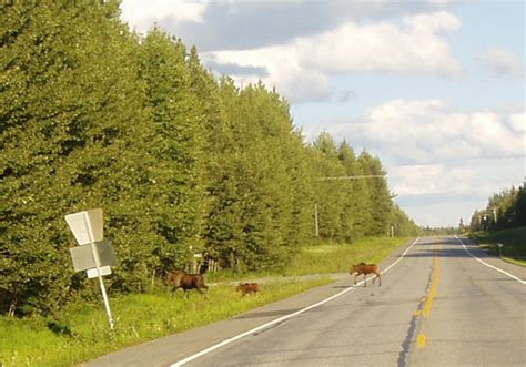 Deltana Ak Moose Crossing The Road Right Outside Of Delta Junction