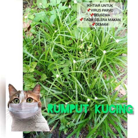 Rumput Helikopter Rumput Mata Lalat Rumput Kucing Shopee Malaysia