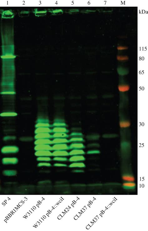 Recombinant Expression Of Streptococcus Pneumoniae Capsular