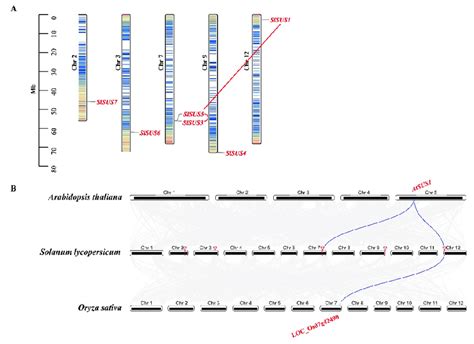 Chromosome Localization Of Tomato SUS Genes A And Synteny Analysis Of