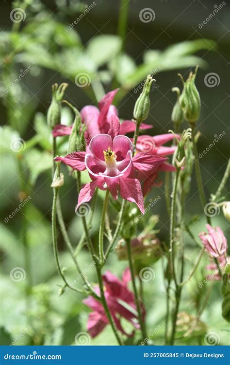 Pink Perennial Columbine Flower Blooming In A Garden Stock Image