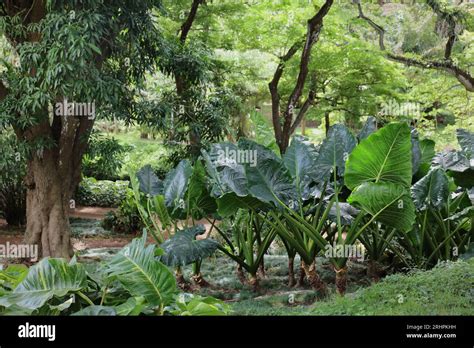Taro Plants Grass Walking Paths And Trees In The Allerton Gardens In