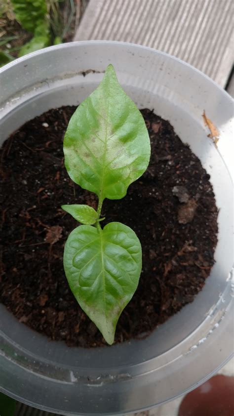 Discoloration Of Leaves On Carolina Reaper Plants Gardening