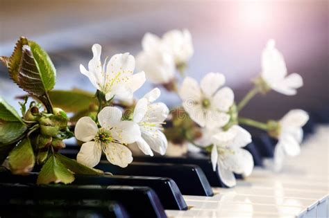 Rama De Cerezo Con Flores Blancas En Las Teclas Del Piano Foto De