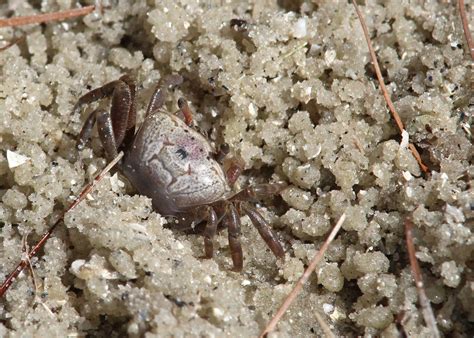 Atlantic Sand Fiddler Crab Leptuca Pugilator Canaveral N Flickr