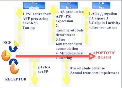 Schematic Representation Of The Apoptotic Mechanisms By Which The